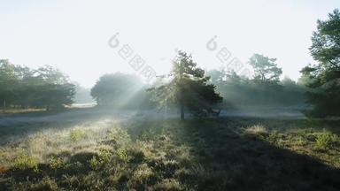 观点景观树草地早....布雷达北布拉班特荷兰
